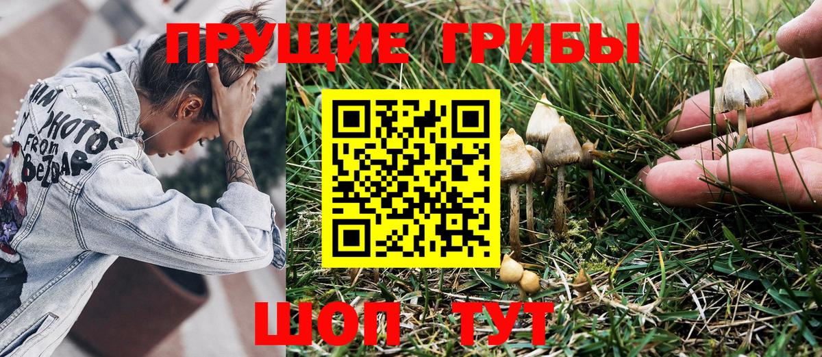 Псилоцибиновые грибы Cubensis  Вход с VPN  Ревда  Псилоцибиновые грибы Psilocybe 